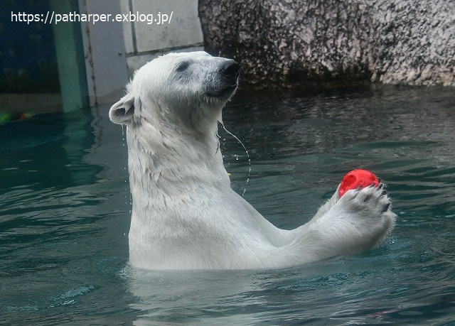 2020年7月 とくしま動物園 その10_a0052986_7302780.jpg