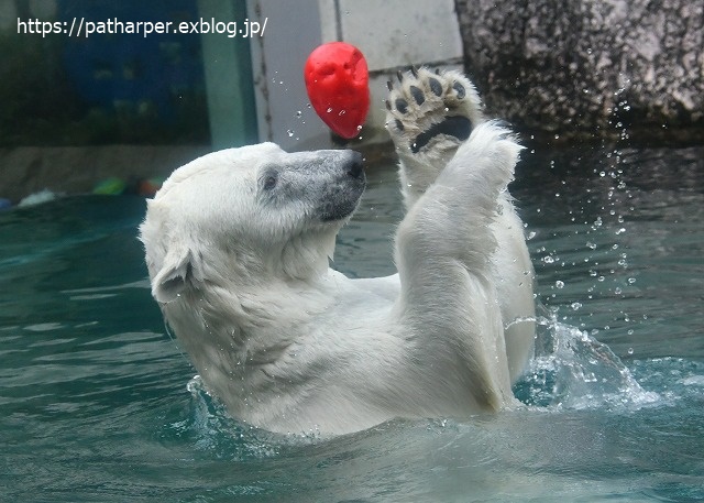 2020年7月 とくしま動物園 その10_a0052986_7303835.jpg
