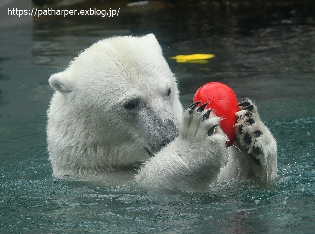 2020年7月 とくしま動物園 その10_a0052986_730911.jpg