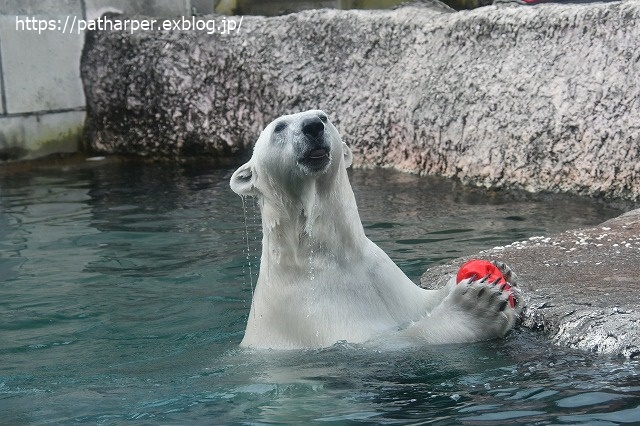 ２０２０年７月　とくしま動物園　その１０_a0052986_7311428.jpg