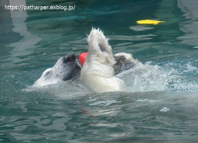 2020年7月 とくしま動物園 その10_a0052986_7313240.jpg