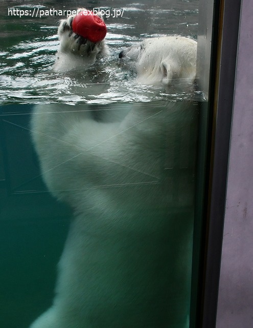 2020年7月 とくしま動物園 その10_a0052986_7322337.jpg