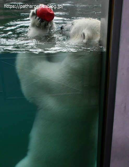 ２０２０年７月　とくしま動物園　その１０_a0052986_7322337.jpg