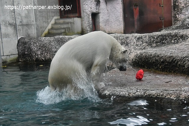 2020年7月 とくしま動物園 その10_a0052986_7325094.jpg