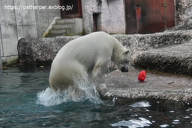 ２０２０年７月　とくしま動物園　その１０_a0052986_7325094.jpg