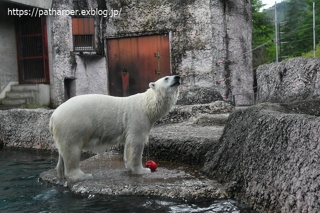 2020年7月 とくしま動物園 その10_a0052986_733163.jpg