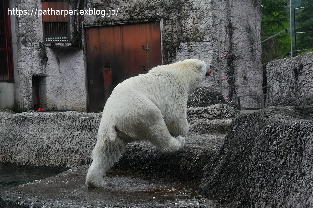 2020年7月 とくしま動物園 その10_a0052986_7331762.jpg