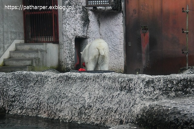 ２０２０年７月　とくしま動物園　その１０_a0052986_7343161.jpg