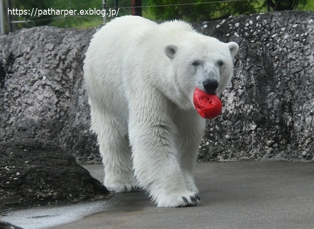 ２０２０年７月　とくしま動物園　その１０_a0052986_7345477.jpg