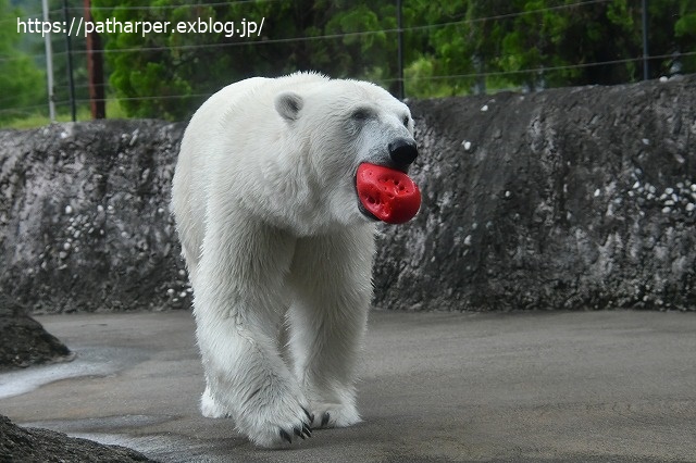 2020年7月 とくしま動物園 その10_a0052986_7385545.jpg
