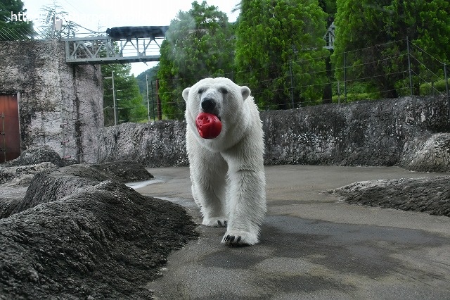 2020年7月 とくしま動物園 その10_a0052986_7391722.jpg