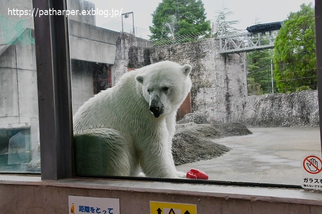 2020年7月 とくしま動物園 その10_a0052986_7395272.jpg