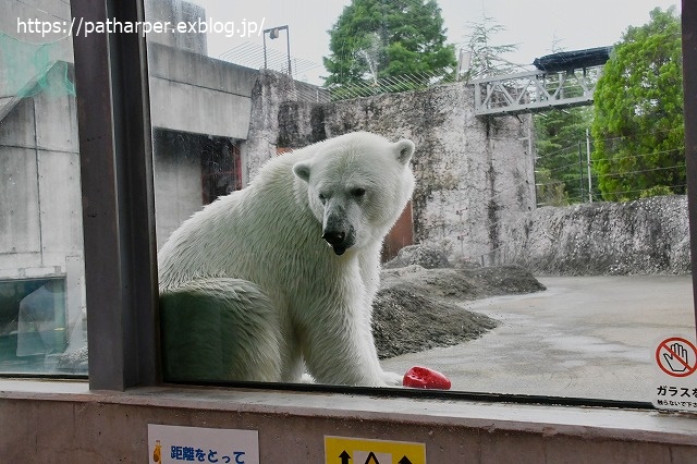 ２０２０年７月　とくしま動物園　その１０_a0052986_7395272.jpg