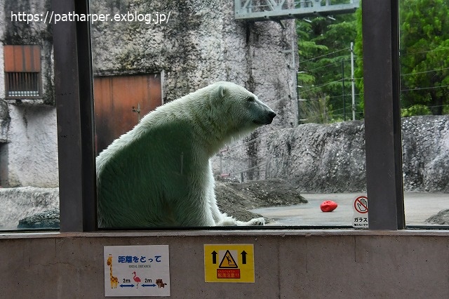 2020年7月 とくしま動物園 その10_a0052986_7403939.jpg