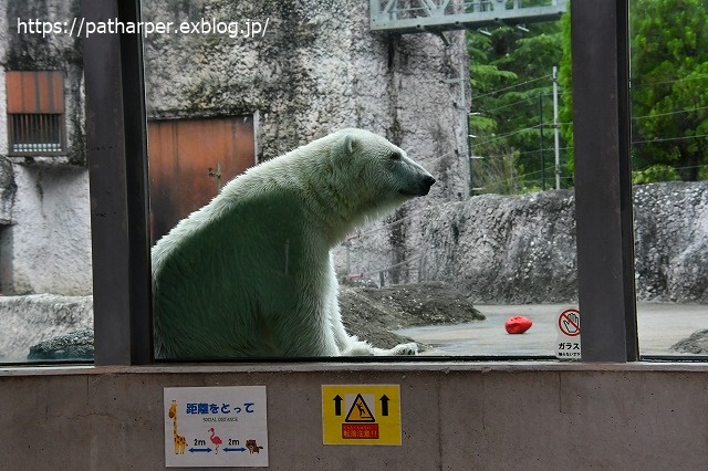 ２０２０年７月　とくしま動物園　その１０_a0052986_7403939.jpg