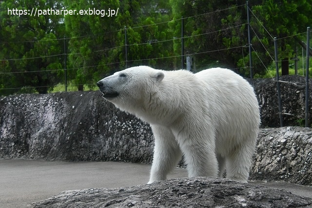2020年7月 とくしま動物園 その10_a0052986_740848.jpg