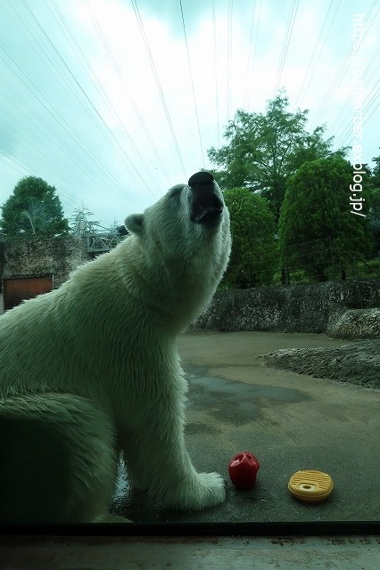 ２０２０年７月　とくしま動物園　その１０_a0052986_741988.jpg