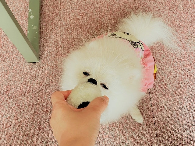 稼いで来いよー_d0360206_23054842.jpg
