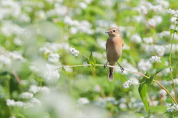ソバノビ_e0413627_13592201.jpg