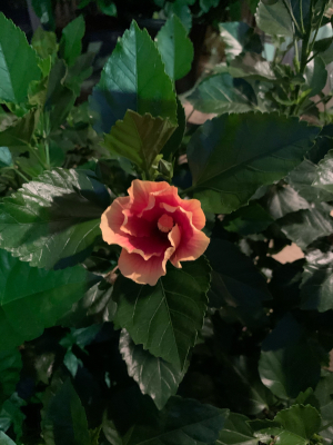 Aloha Kakahiaka_e0365633_19280368.jpg