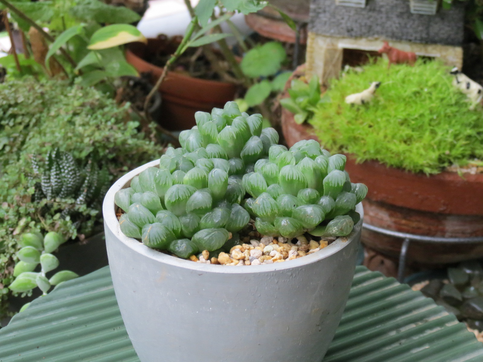 ハオルチア トルンカータ を植え替え あるまじろの庭