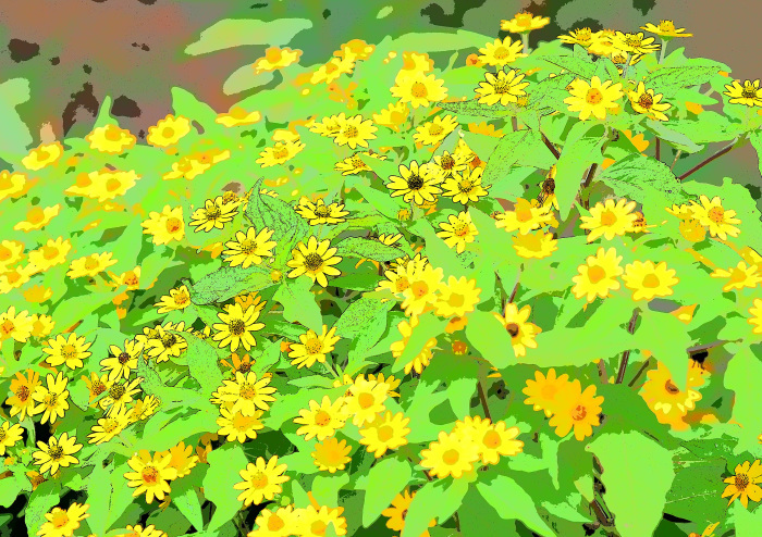 オオハシシギもいつもの休耕田に Ⅱ_d0290240_16564052.jpg