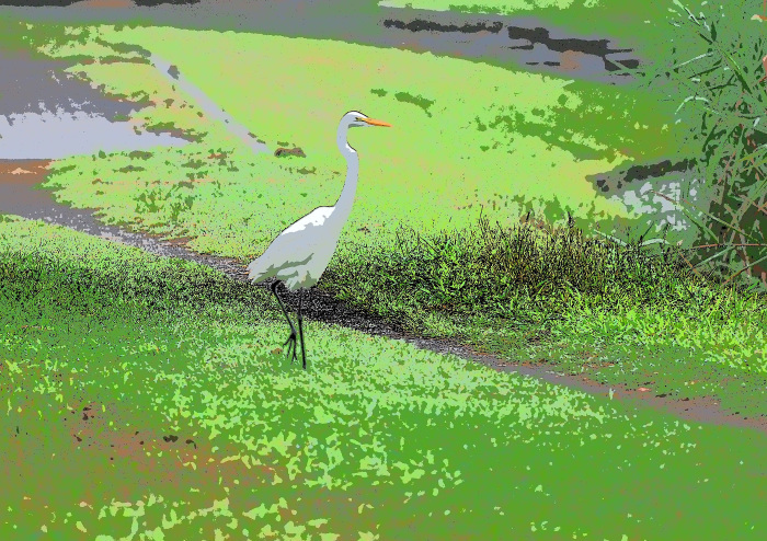 オオハシシギもいつもの休耕田に Ⅱ_d0290240_16564133.jpg