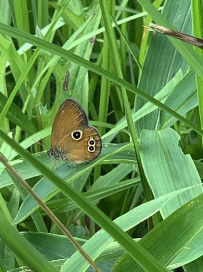 蝶々 ヒメヒカゲ 屏風山黒の田湿原 20190721 : まったり山歩き