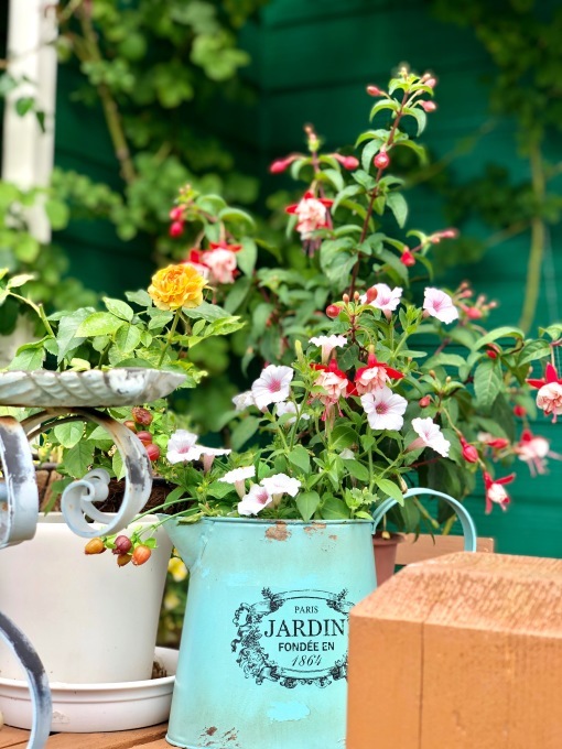 梅雨の長雨と夏の暑さで枯れてしまったお花達(T . T)_a0396654_17431904.jpeg