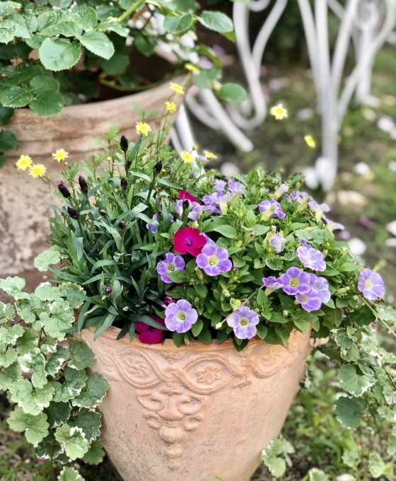 梅雨の長雨と夏の暑さで枯れてしまったお花達(T . T)_a0396654_17491829.jpeg