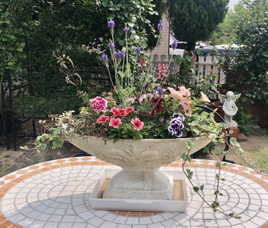 梅雨の長雨と夏の暑さで枯れてしまったお花達(T . T)_a0396654_19030114.jpeg