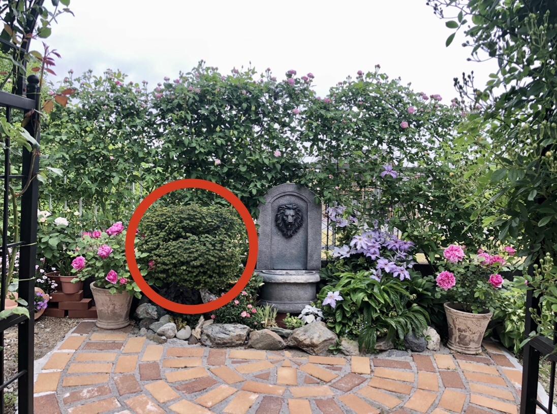 梅雨の長雨と夏の暑さで枯れてしまったお花達(T . T)_a0396654_19041713.jpeg