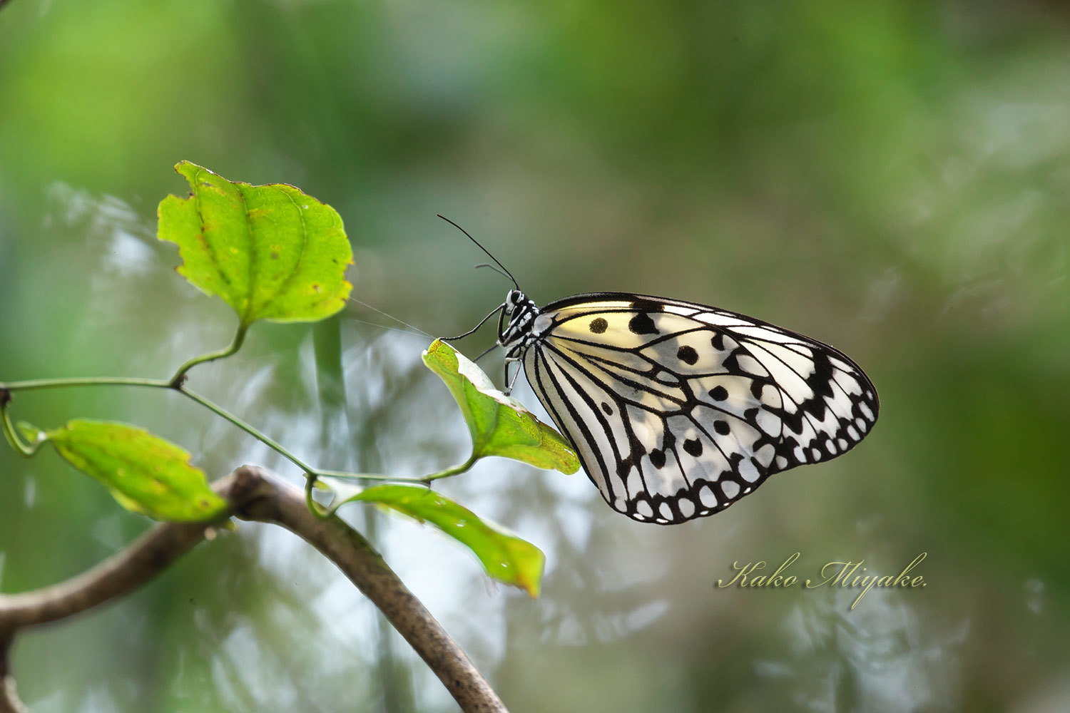 オオゴマダラ Rice Paper Butterfly ぼちぼち と 野鳥大好き O