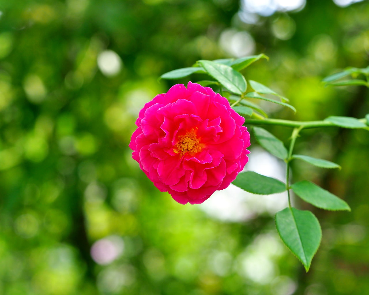 軽井沢レイクガーデンから この時期の花たち_c0305565_17372341.jpg
