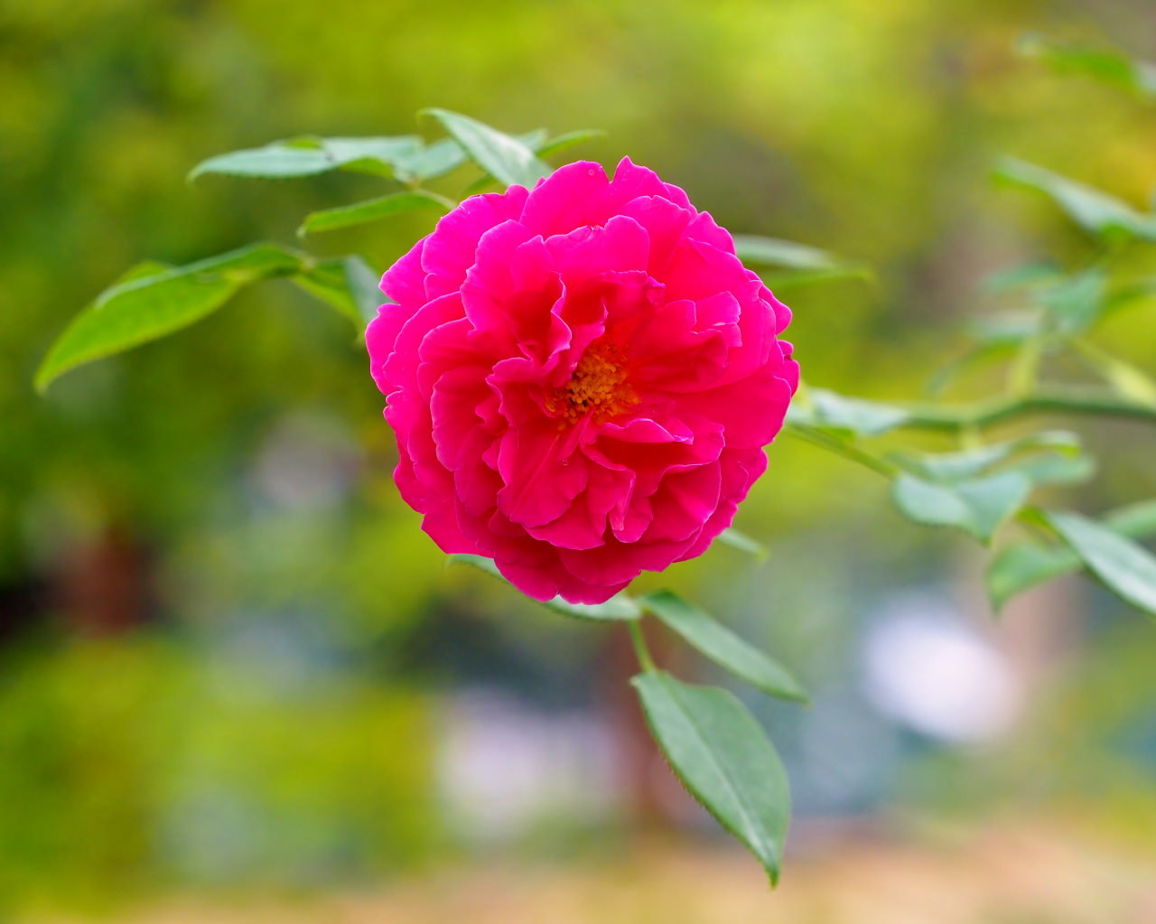 軽井沢レイクガーデンから この時期の花たち_c0305565_17410014.jpg