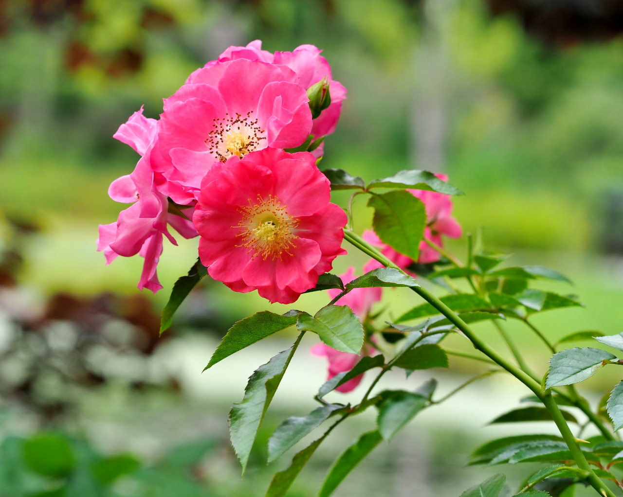 軽井沢レイクガーデンから この時期の花たち_c0305565_17415256.jpg