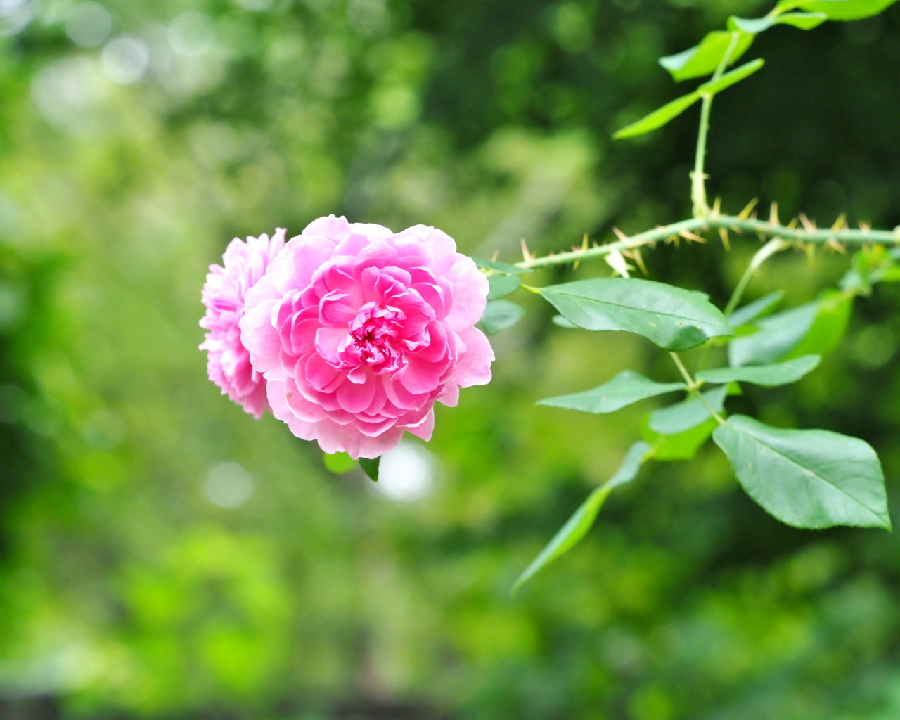 軽井沢レイクガーデンから この時期の花たち_c0305565_17423781.jpg