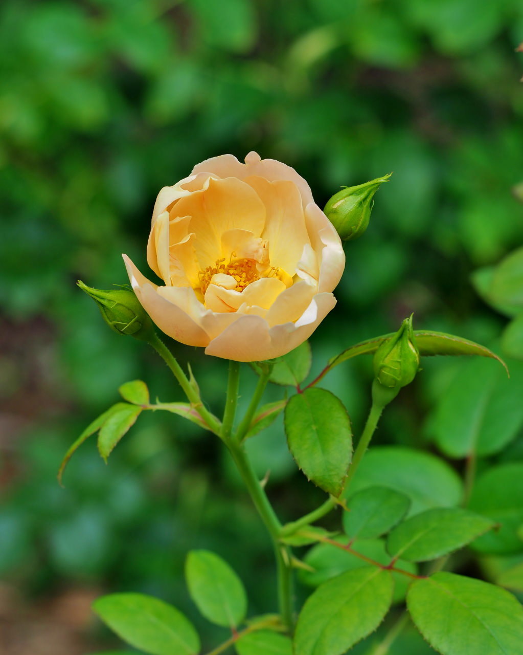 軽井沢レイクガーデンから この時期の花たち_c0305565_17445847.jpg
