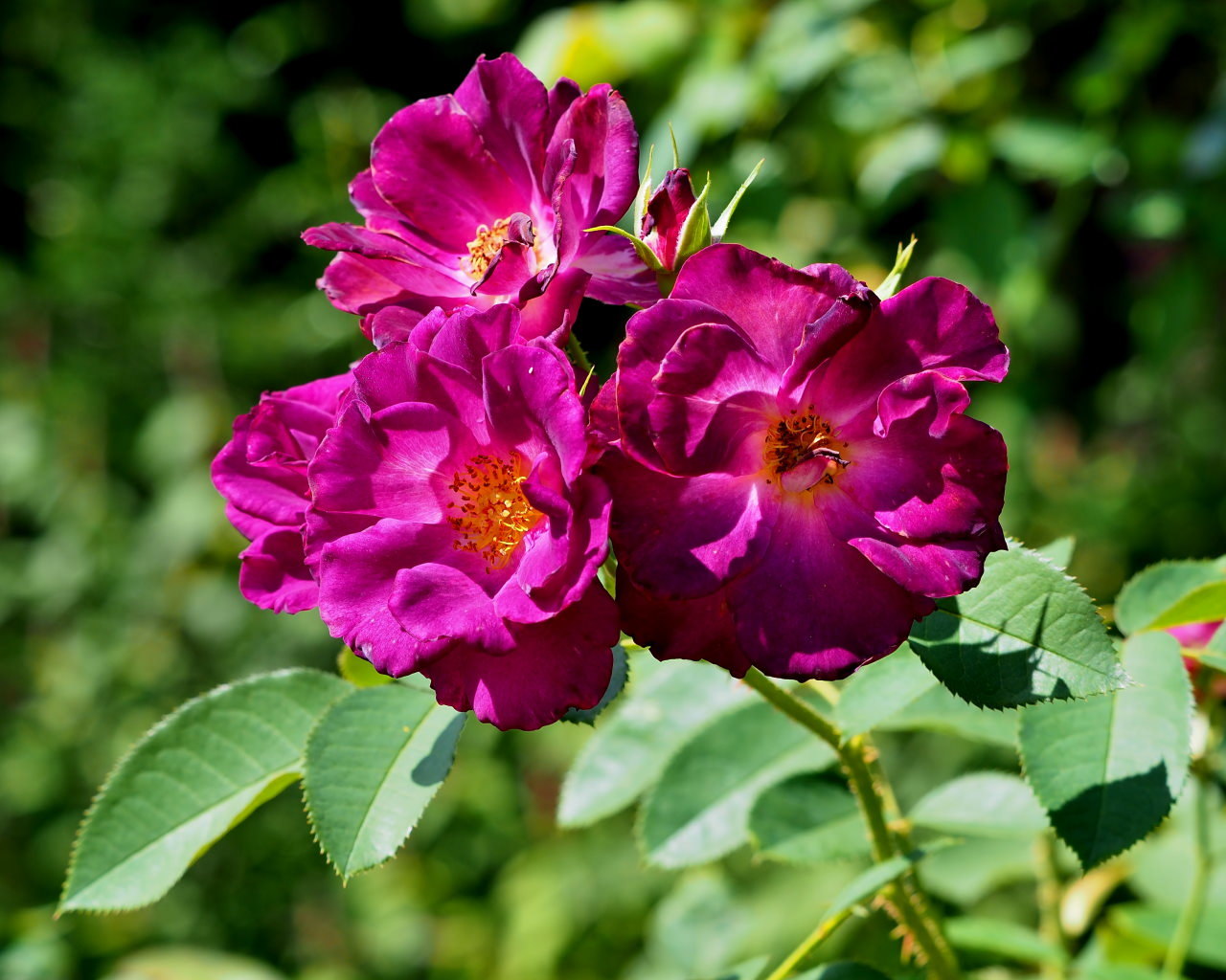 軽井沢レイクガーデンから この時期の花たち_c0305565_17455343.jpg