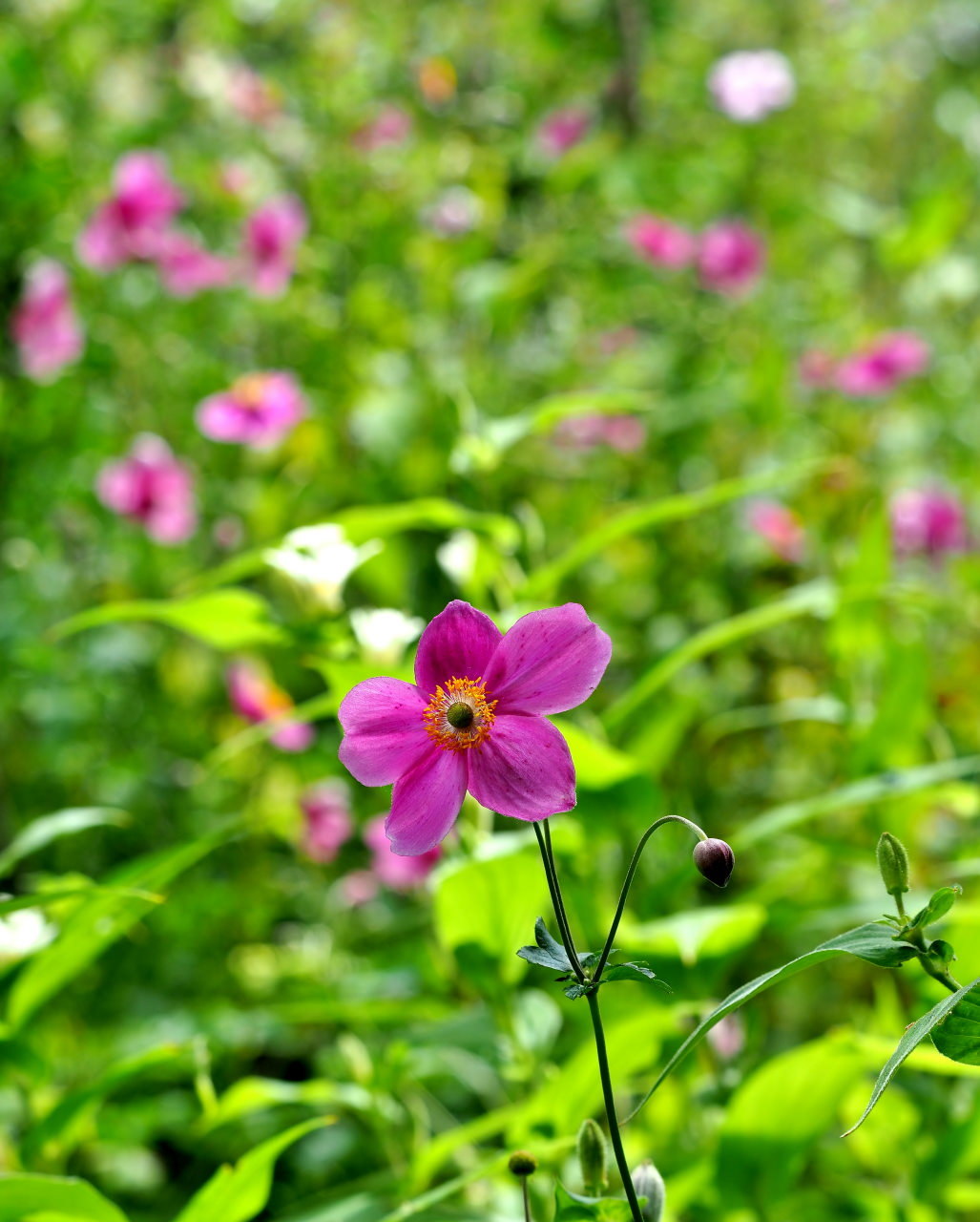 軽井沢レイクガーデンから この時期の花たち_c0305565_17472857.jpg