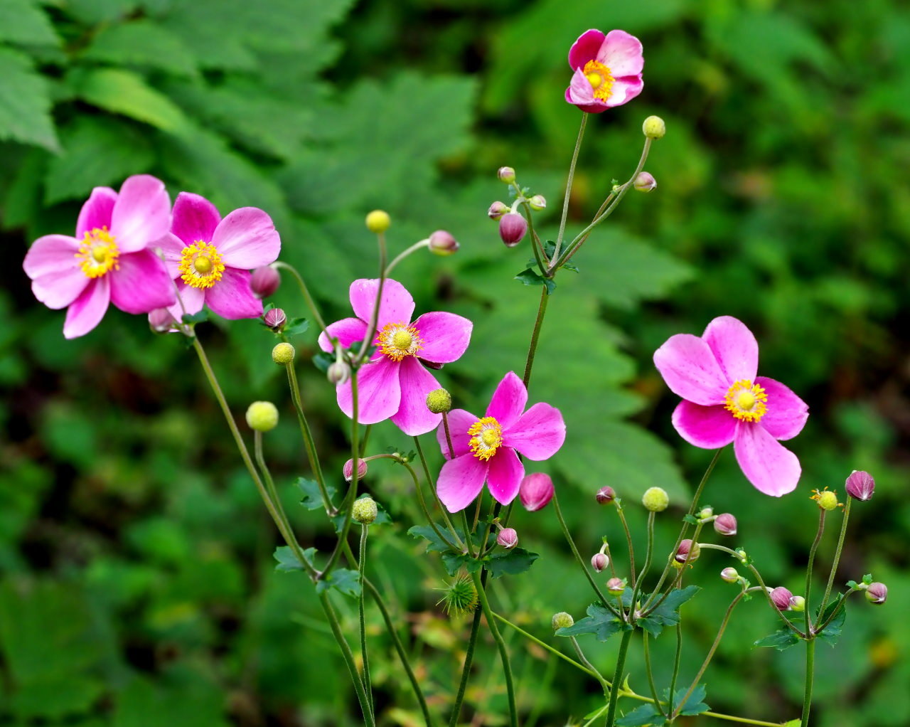 軽井沢レイクガーデンから この時期の花たち_c0305565_17484514.jpg
