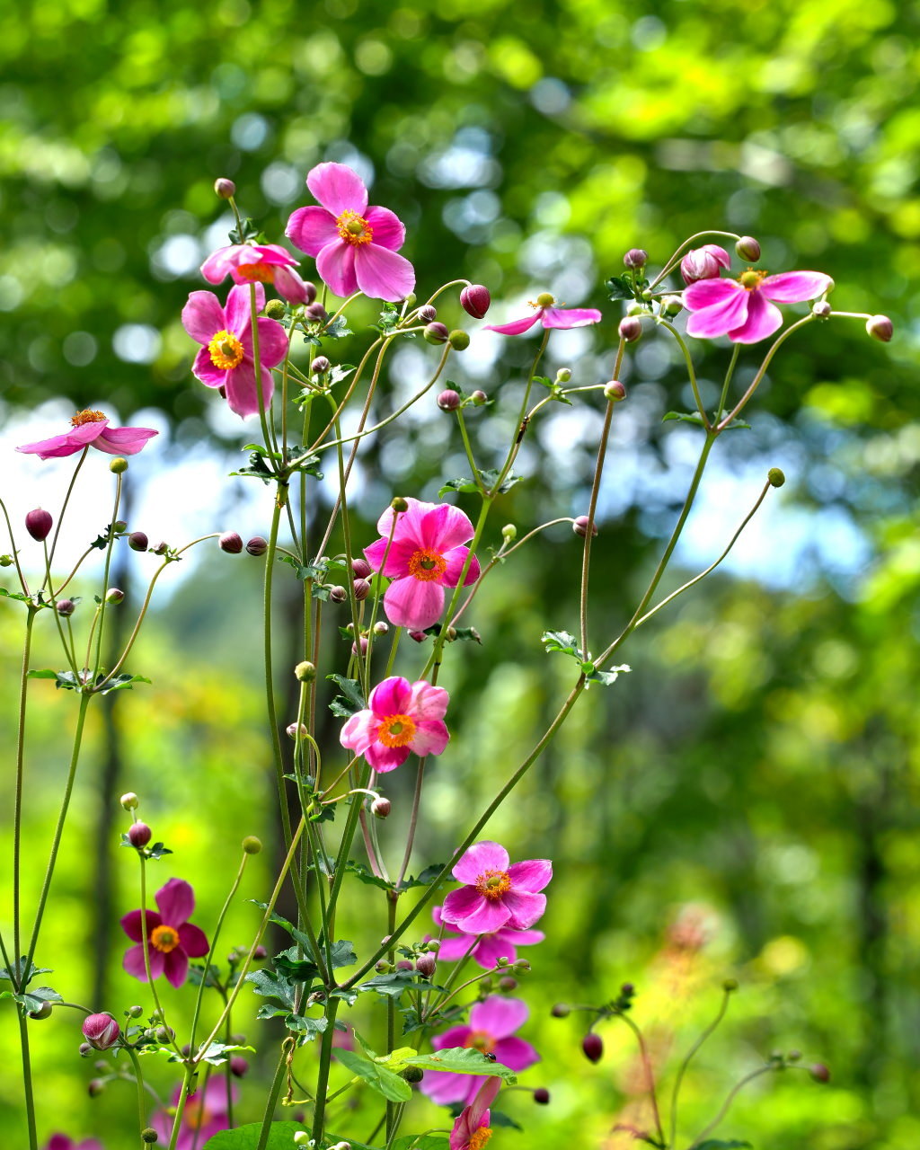 軽井沢レイクガーデンから この時期の花たち_c0305565_17493719.jpg