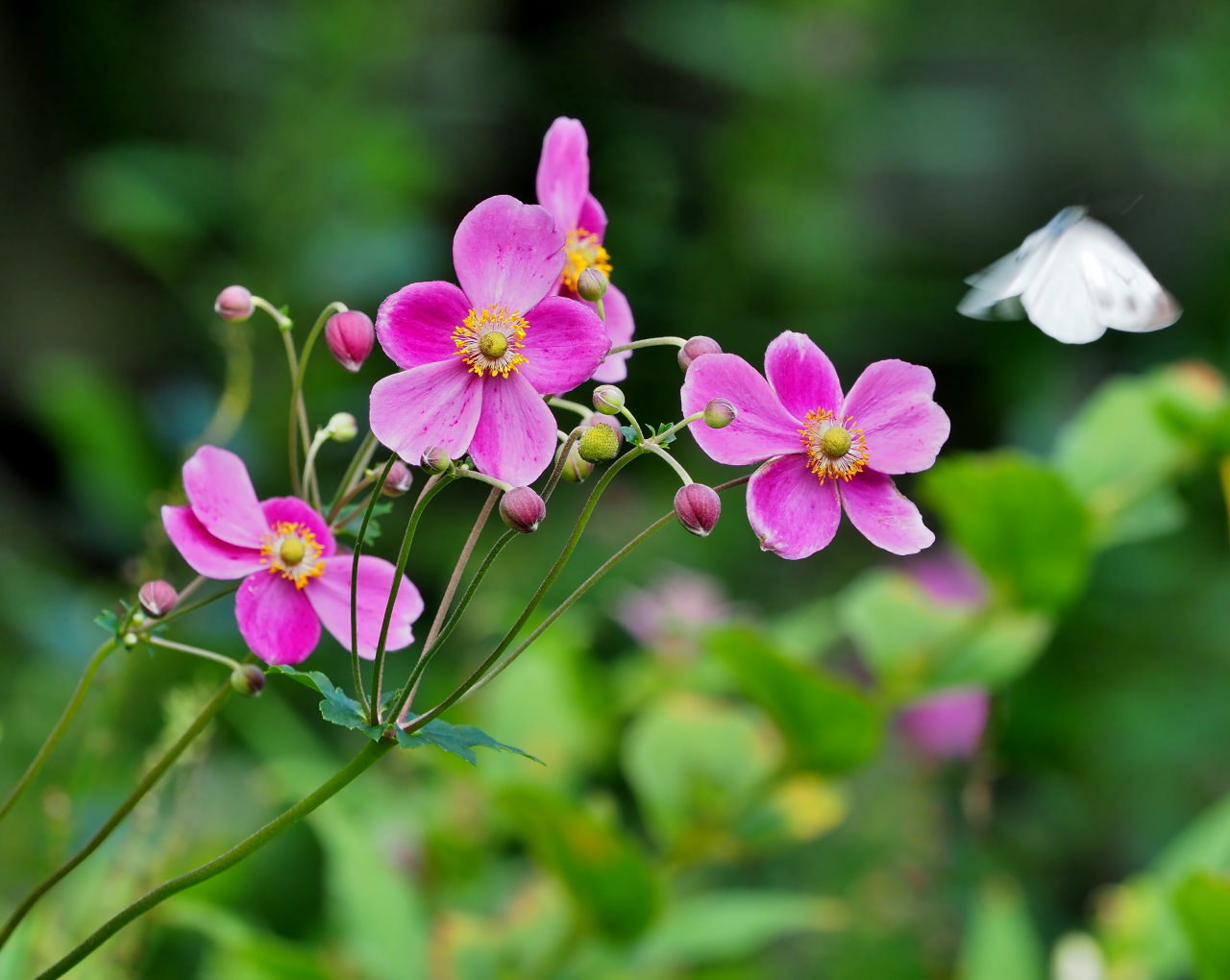 軽井沢レイクガーデンから この時期の花たち_c0305565_17510523.jpg