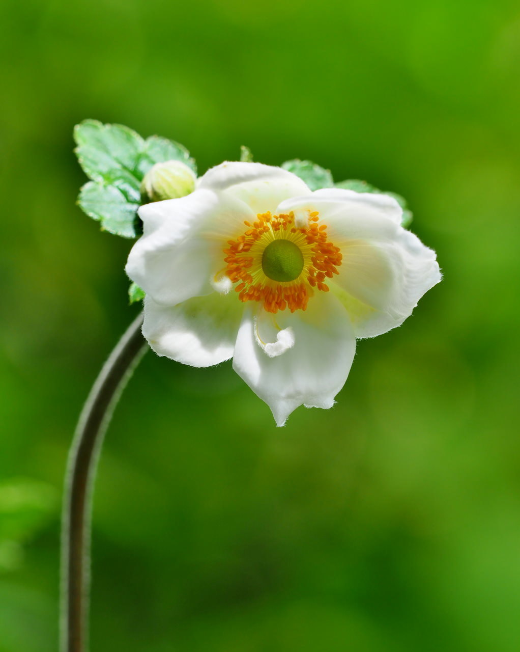 軽井沢レイクガーデンから この時期の花たち_c0305565_17550128.jpg