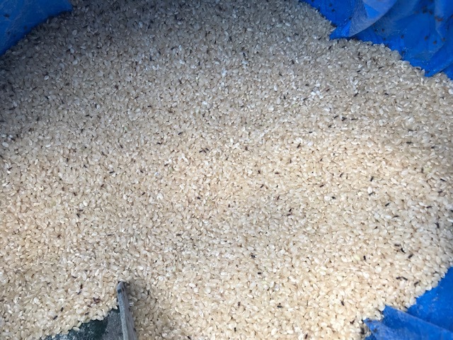 ショック！玄米にコクゾウムシが大量発生2020・09_c0014967_10184803.jpg