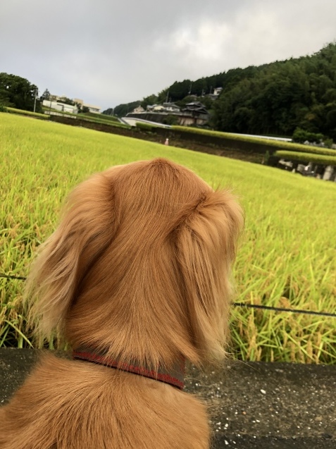 新しい朝。_a0394574_10264209.jpeg