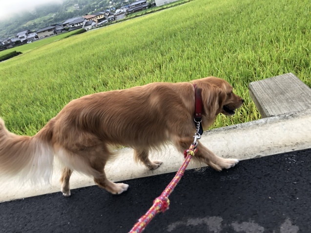 新しい朝。_a0394574_10285745.jpeg