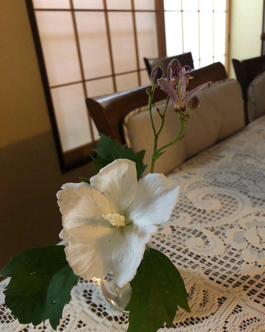 木槿_a0129492_08050850.jpeg