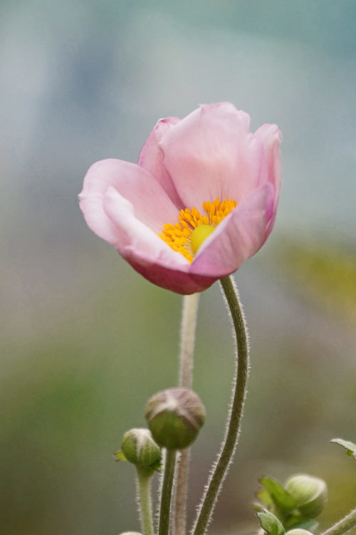 花_d0162994_08214528.jpg