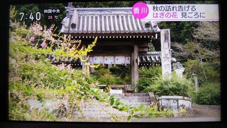 高松市 最明寺の萩の花ニュースと秋の七草 9 13 徳ちゃん便り